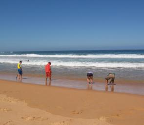 When it comes to catching beach worms you will need to berley to get the worms to poke their heads up.